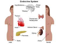 雄性和女性内分泌系统的解剖学