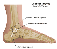 说明踝关节扭伤/拉伤涉及的三根韧带
