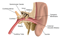 耳朵的解剖学