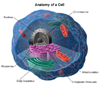 细胞的解剖学