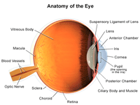 眼睛解剖，内部