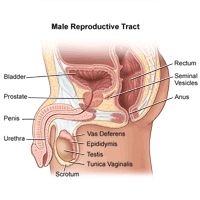 男性生殖道的解剖学的插图