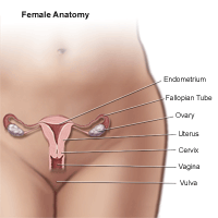 雌性盆腔区域的解剖