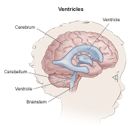 大脑的解剖学，显示心室