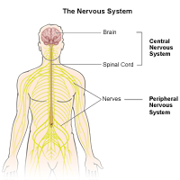 神经系统的插图