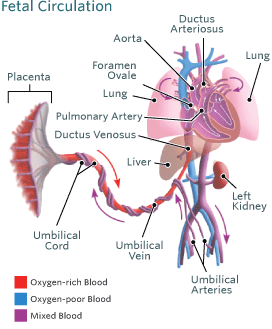 胎儿血液循环