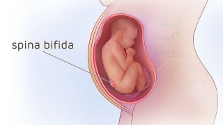 母亲和胎儿的例证有脊布​​二维达的