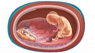 显示胎盘不等血液流动的例证在与ttts的孪生