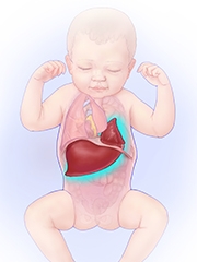 肝脏和肠道的例证围绕着胎儿胸口的